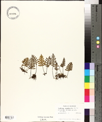 Polypodium polypodioides image