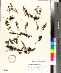 Polypodium polypodioides image