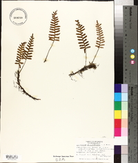 Polypodium polypodioides image