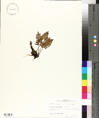 Polypodium polypodioides image