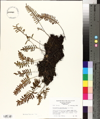 Polypodium polypodioides image