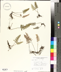 Polypodium polypodioides image