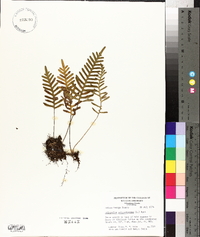 Polypodium polypodioides image