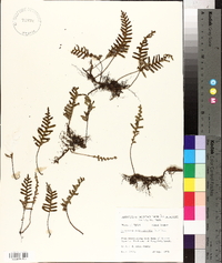 Polypodium polypodioides image