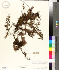 Polypodium polypodioides image