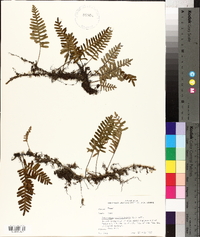 Polypodium polypodioides image