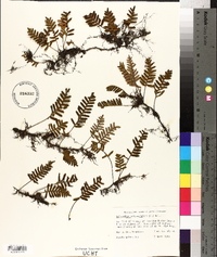 Polypodium polypodioides image