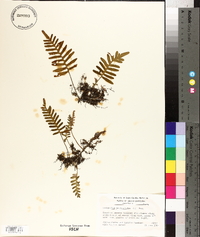 Polypodium polypodioides image