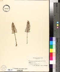 Polypodium polypodioides image