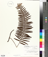 Polypodium rosei image