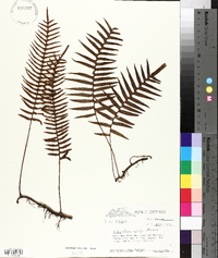 Polypodium rosei image