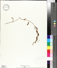 Polypodium pubescens image