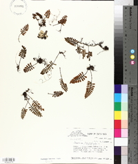 Polypodium polypodioides image