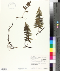 Polypodium myriolepis image