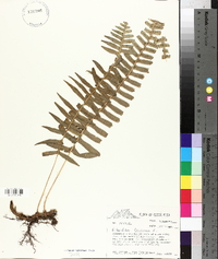 Polypodium loriceum image