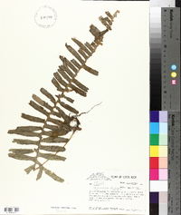 Polypodium loriceum image