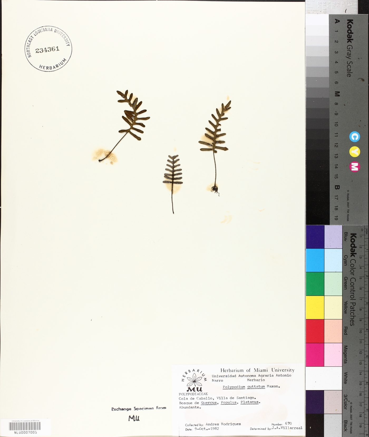 Polypodium guttatum image