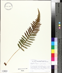 Polypodium glycyrrhiza image