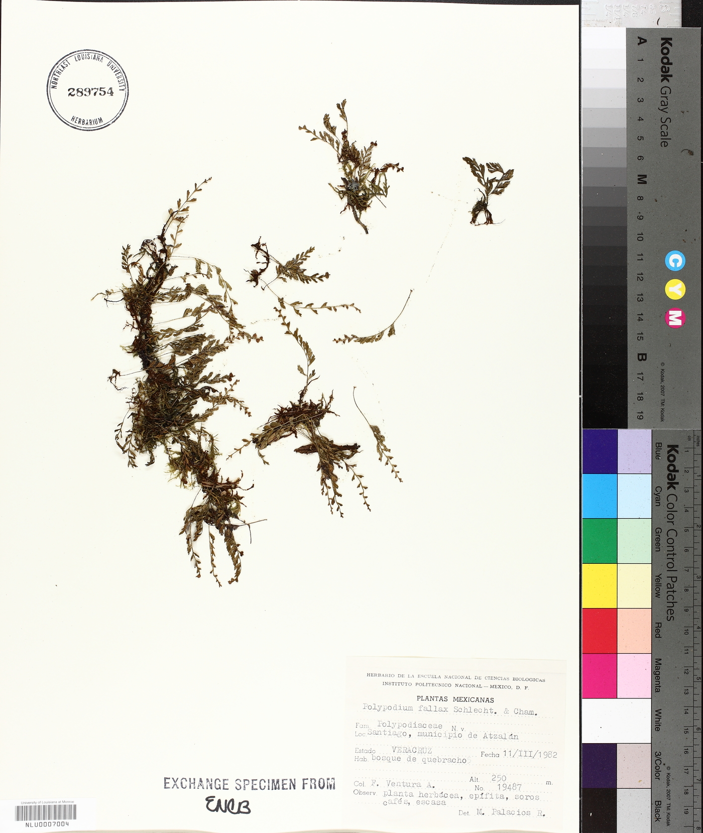Pleopeltis fallax image
