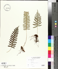 Polypodium vulgare image