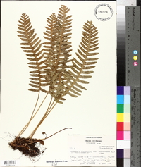 Polypodium vulgare image