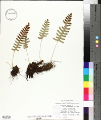 Polypodium vulgare var. virginianum image