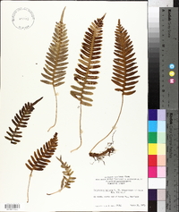 Polypodium vulgare image