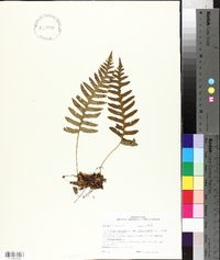 Polypodium vulgare var. virginianum image