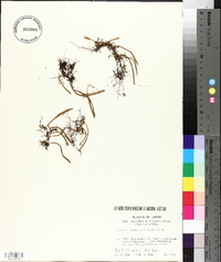 Pyrrosia linearifolia image
