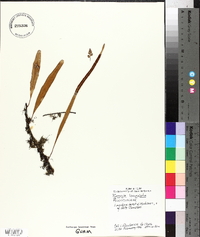 Pyrrosia lanceolata image