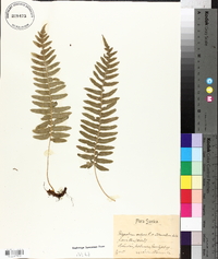 Polypodium vulgare image