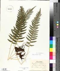 Polypodium vulgare image