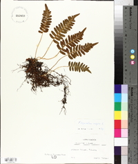 Polypodium vulgare image