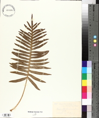 Polypodium vulgare var. cambricum image