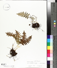 Polypodium vulgare image