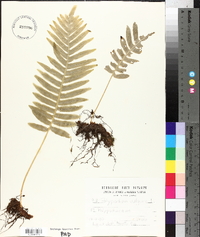 Polypodium vulgare image