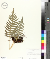 Polypodium interjectum image