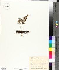 Polypodium polypodioides image