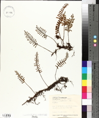 Polypodium polypodioides image