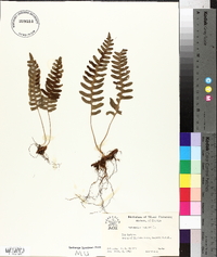 Polypodium vulgare image