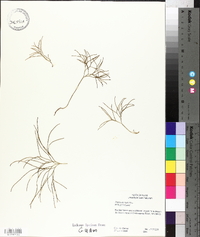 Psilotum nudum image