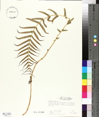 Pteris vittata image