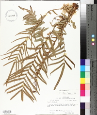 Pteris vittata image