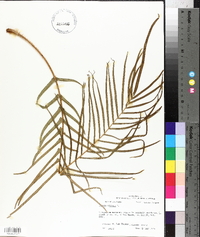 Pteris vittata image