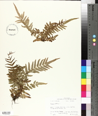 Pteris vittata image