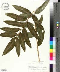 Acrostichum danaeifolium image