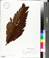 Acrostichum danaeifolium image