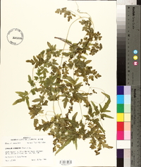 Lygodium japonicum image
