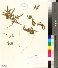 Lygodium japonicum image