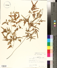 Lygodium japonicum image